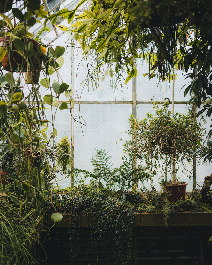 Biophilic Design: The Art of Bringing Nature Indoors for a Healthier Living Space